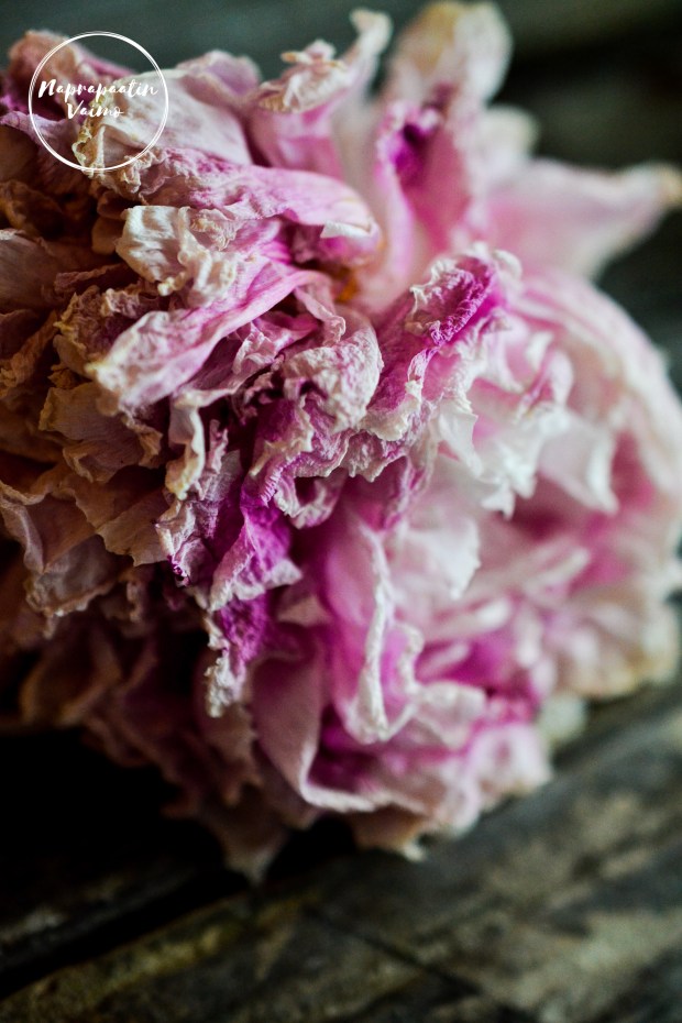 kuihtunut_pioni-0646