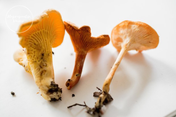 kanttarellivalevahvero-0212.jpg